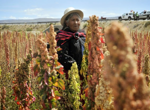 Kinoa, vagy quinoa