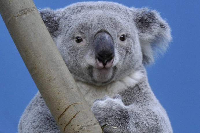 Koalák Budapesten