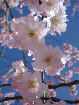 Nálunk is a cseresznyevirágzás a tavasz jelképe